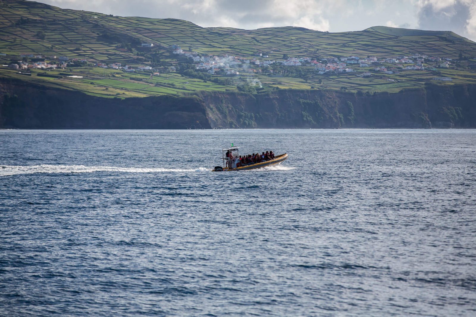 Your experience at Terceira Whale Watching