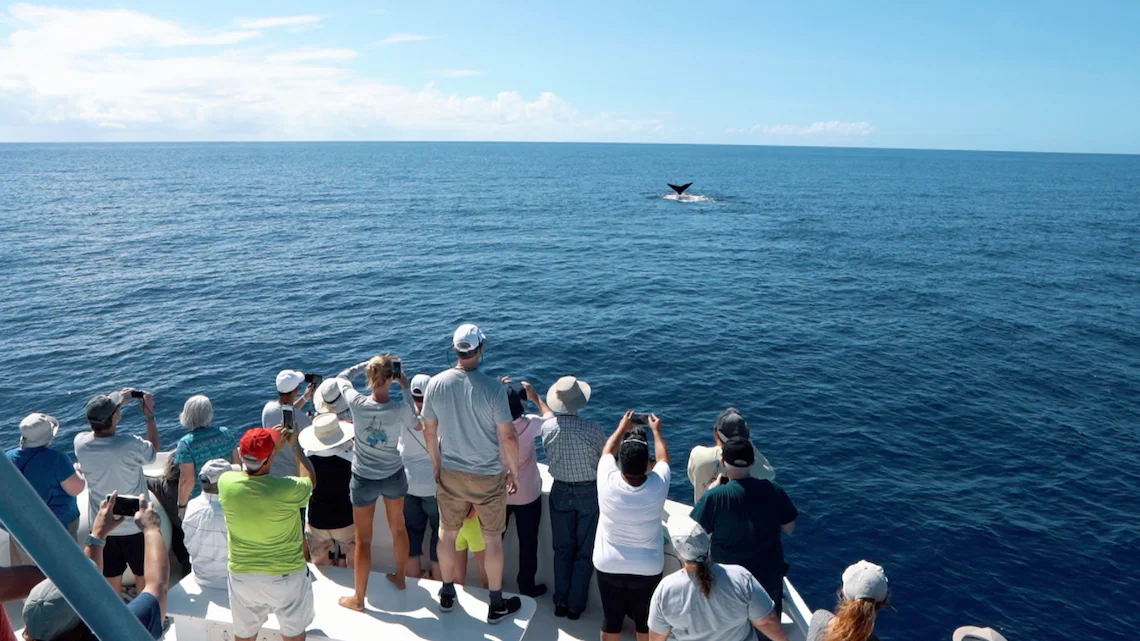 Your experience at Dominica Whale Watching