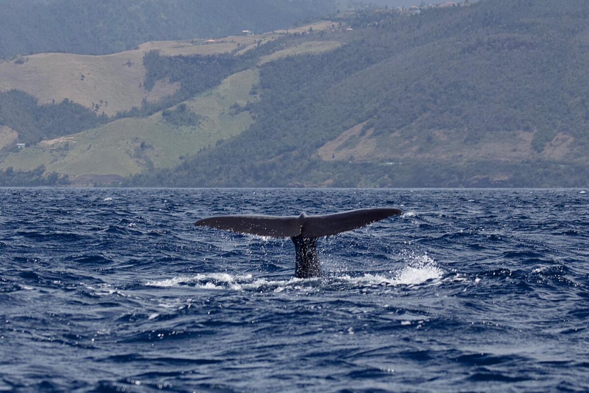 Dominica Whale Watching
