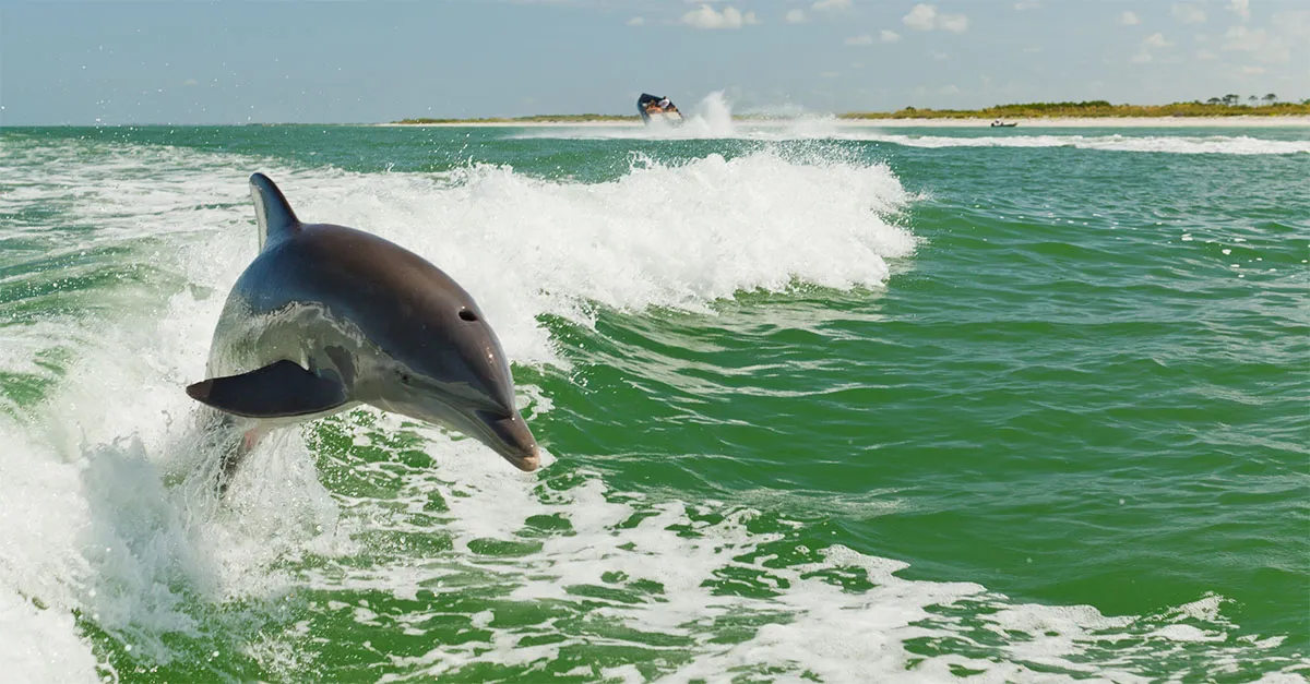 Clearwater Dolphin Cruise Experience