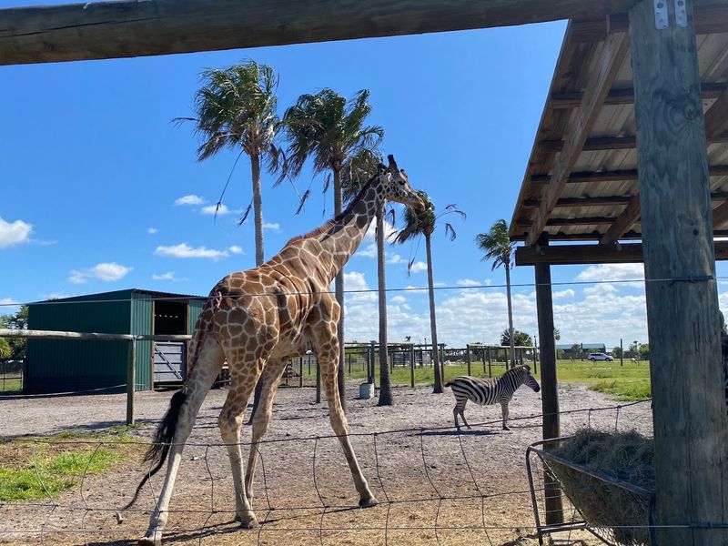 Safari Drive-Thru