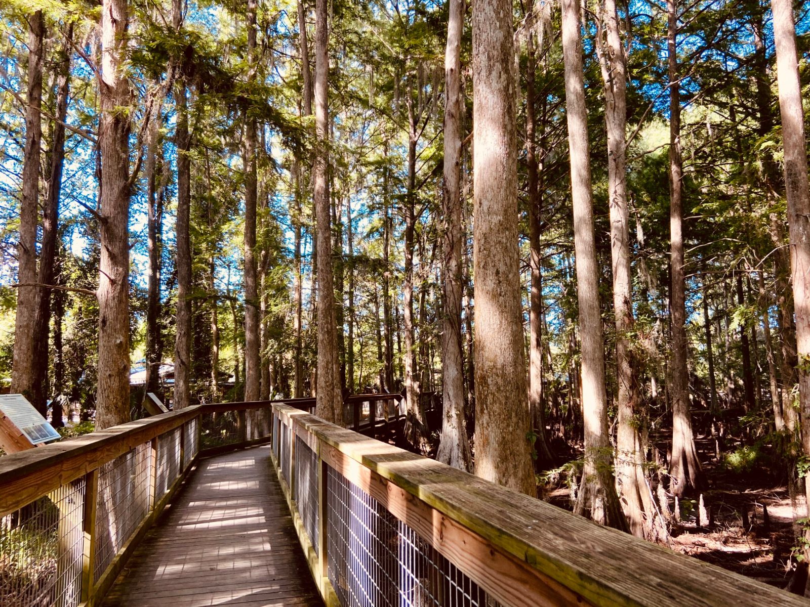 Hawk Swamp