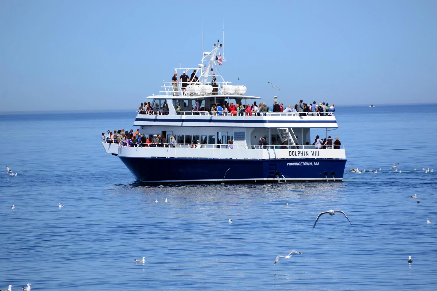 Provincetown Whale Watching Reviews