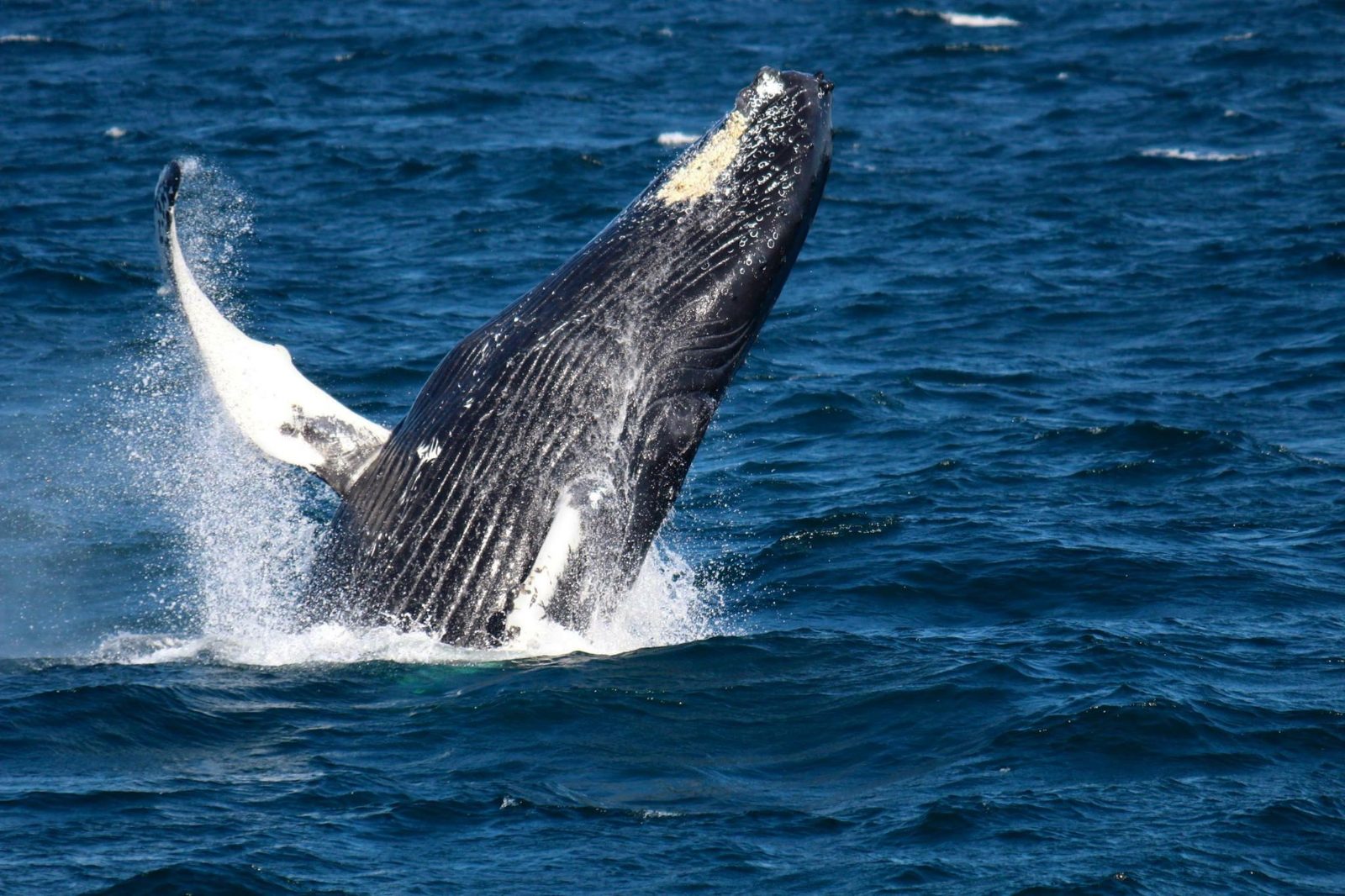 Whale Watching Provincetown Best Time of Year