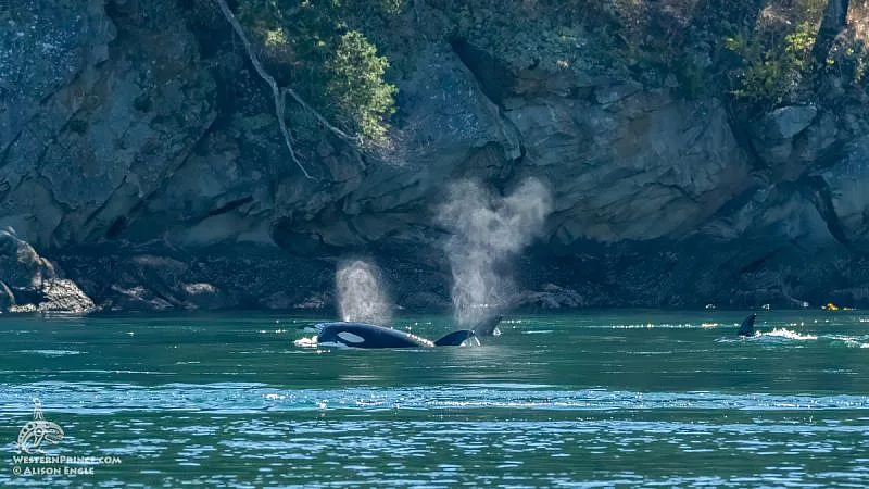 Can You See Orcas From Orcas Island