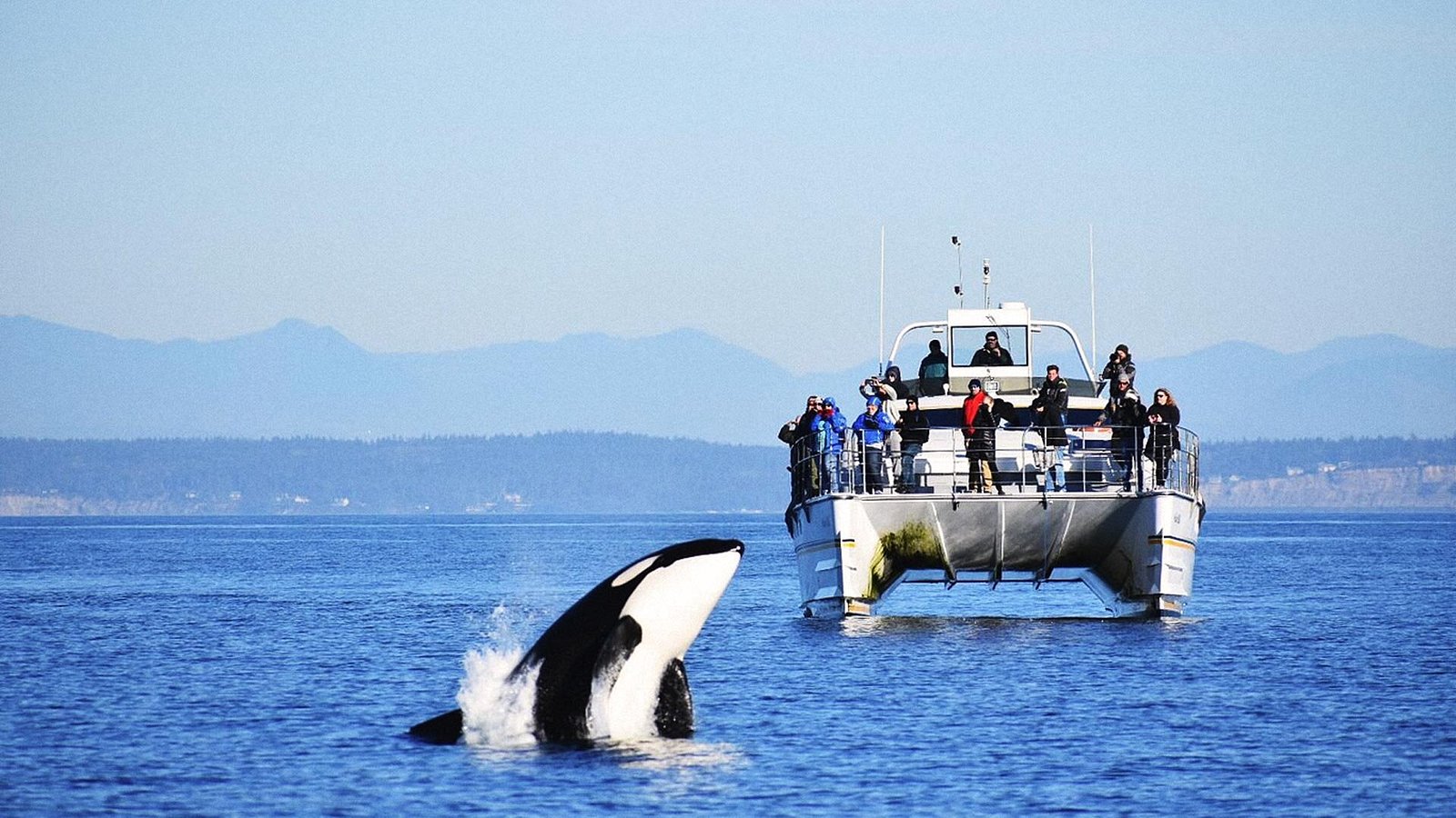Orcas Island Whale Watching Season