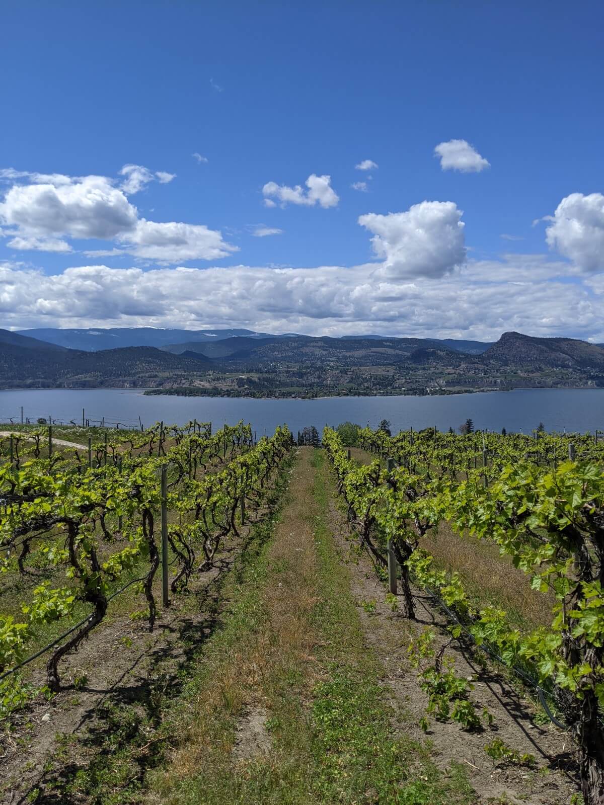 How Many Wineries Are on the Naramata Bench