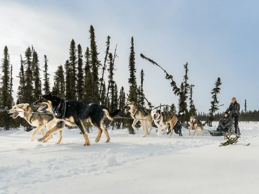 Talkeetna Dog Mushing
