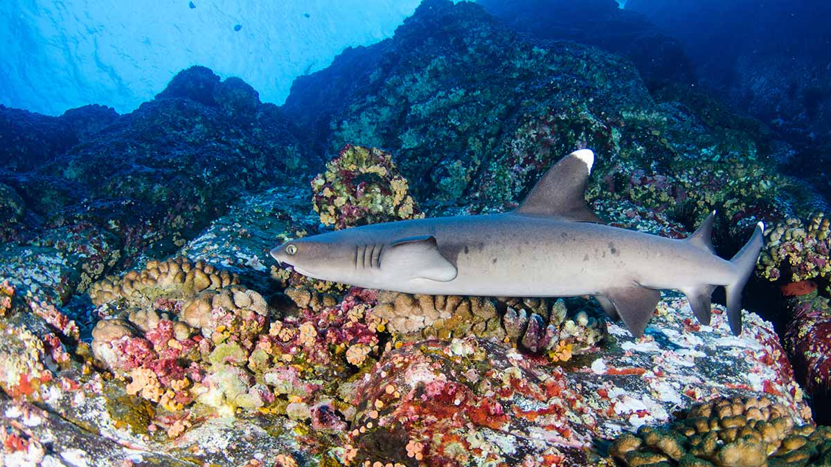 White-Tip Reef Shark Cove