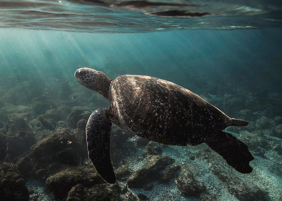 Marine Turtle Zone