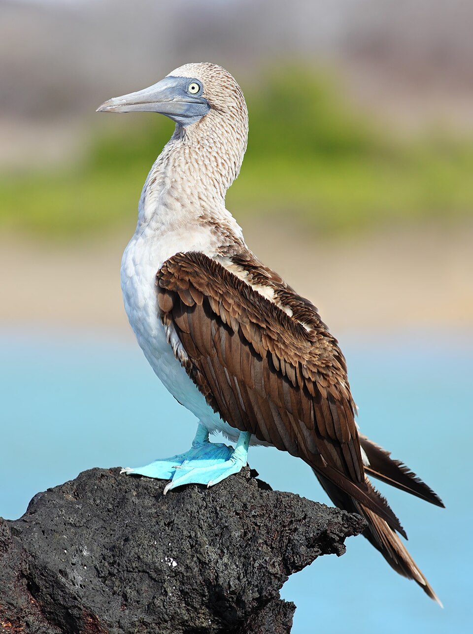 Blue-Footed Booby Nesting Sites