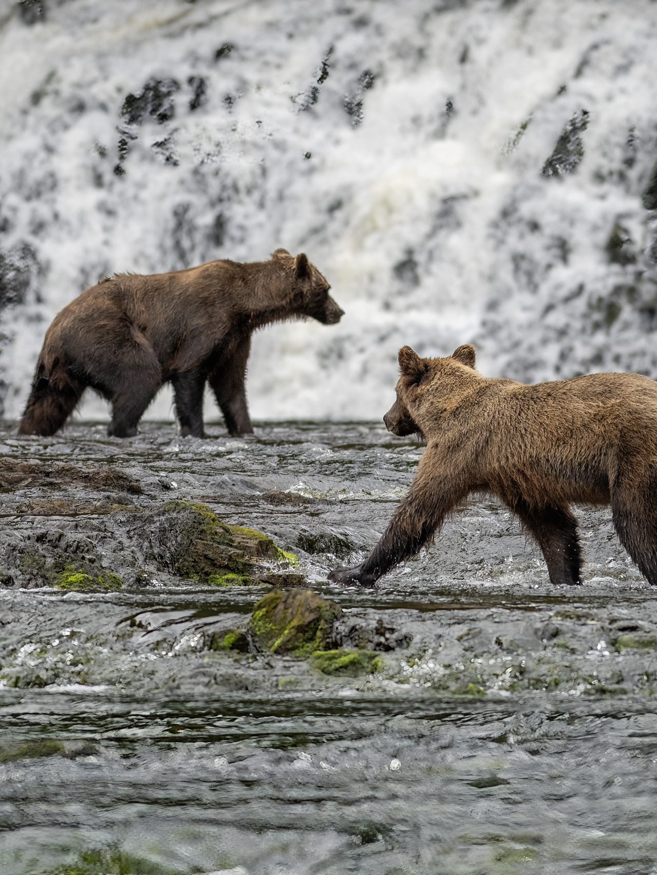 Chichagof Island Bear Population