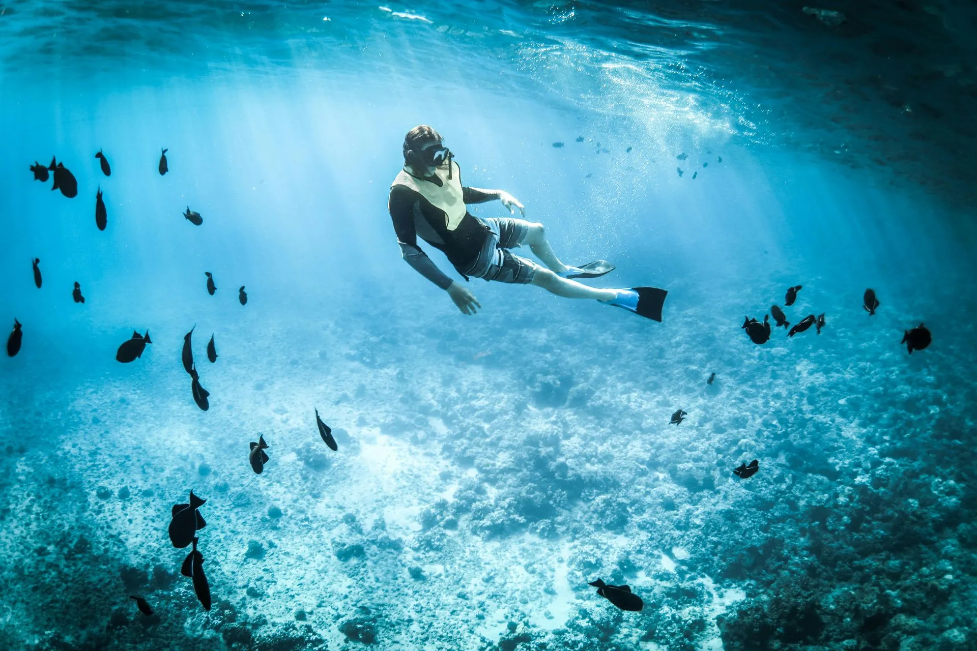 What to Do If You See a Shark While Snorkeling