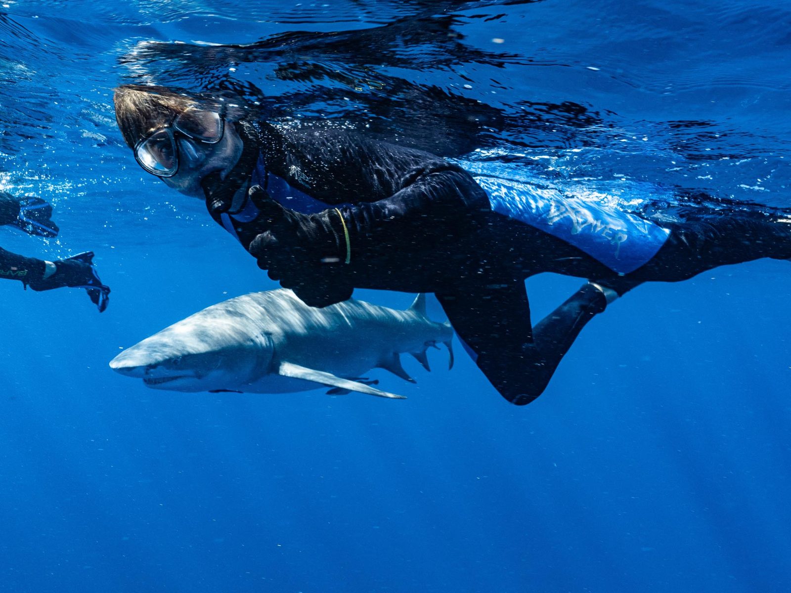 Can You Snorkel With Sharks