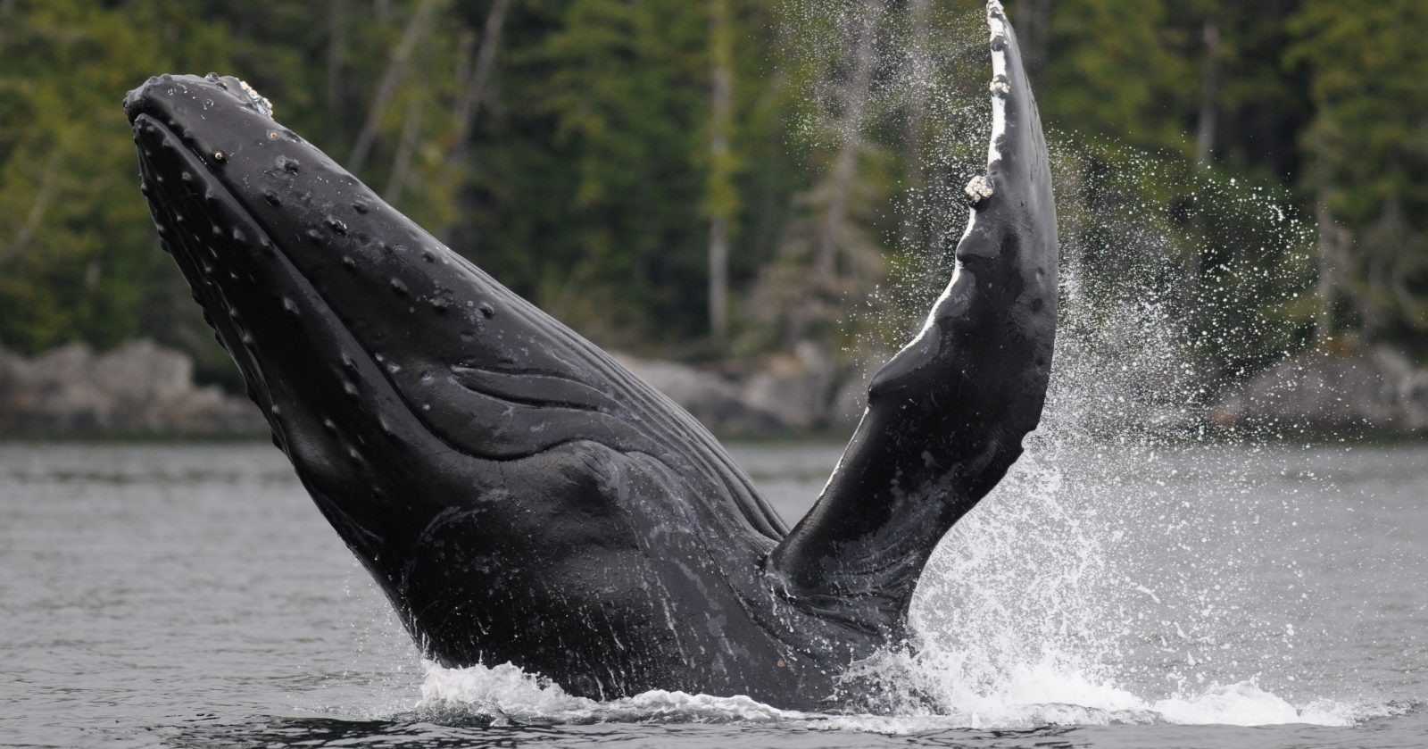 What Time Is Good for Whale Watching