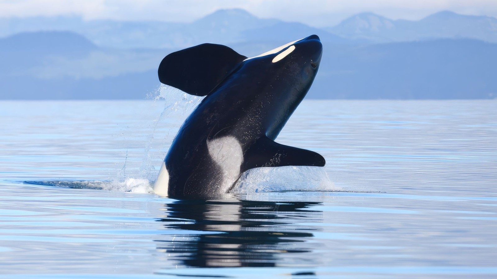 Whale Watching Rules