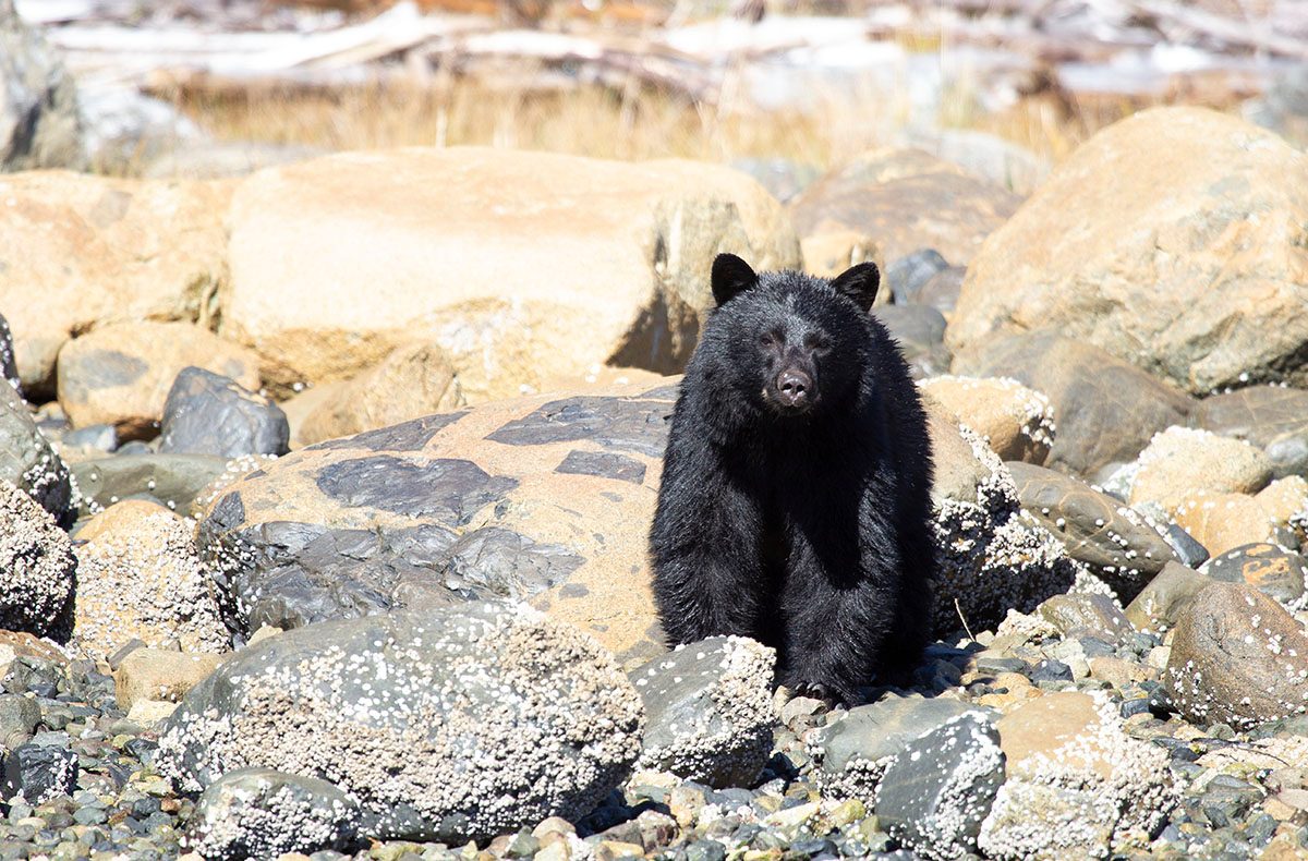 Where to See Bears in Tofino