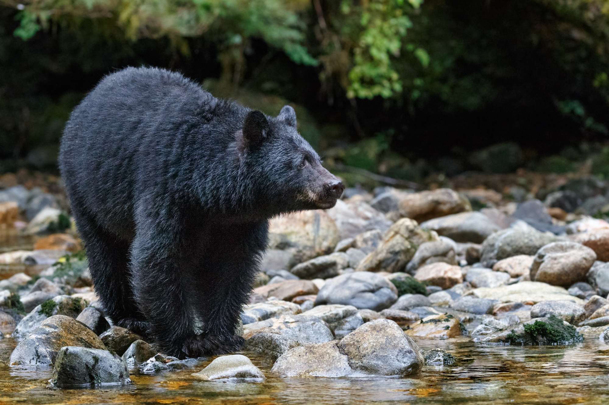What to Do If You See a Bear Canada