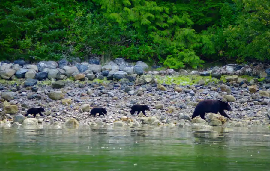 Tofino Bear Watching Season