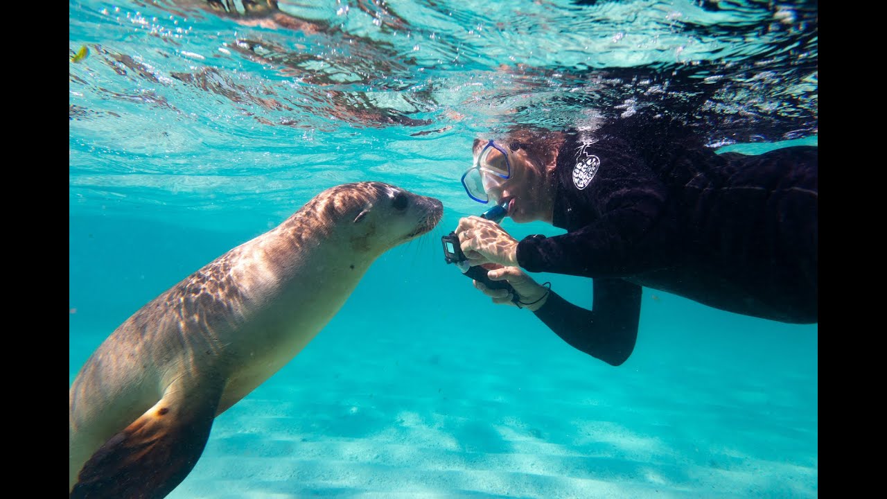Best Time to Swim With Sea Lions Jurien Bay
