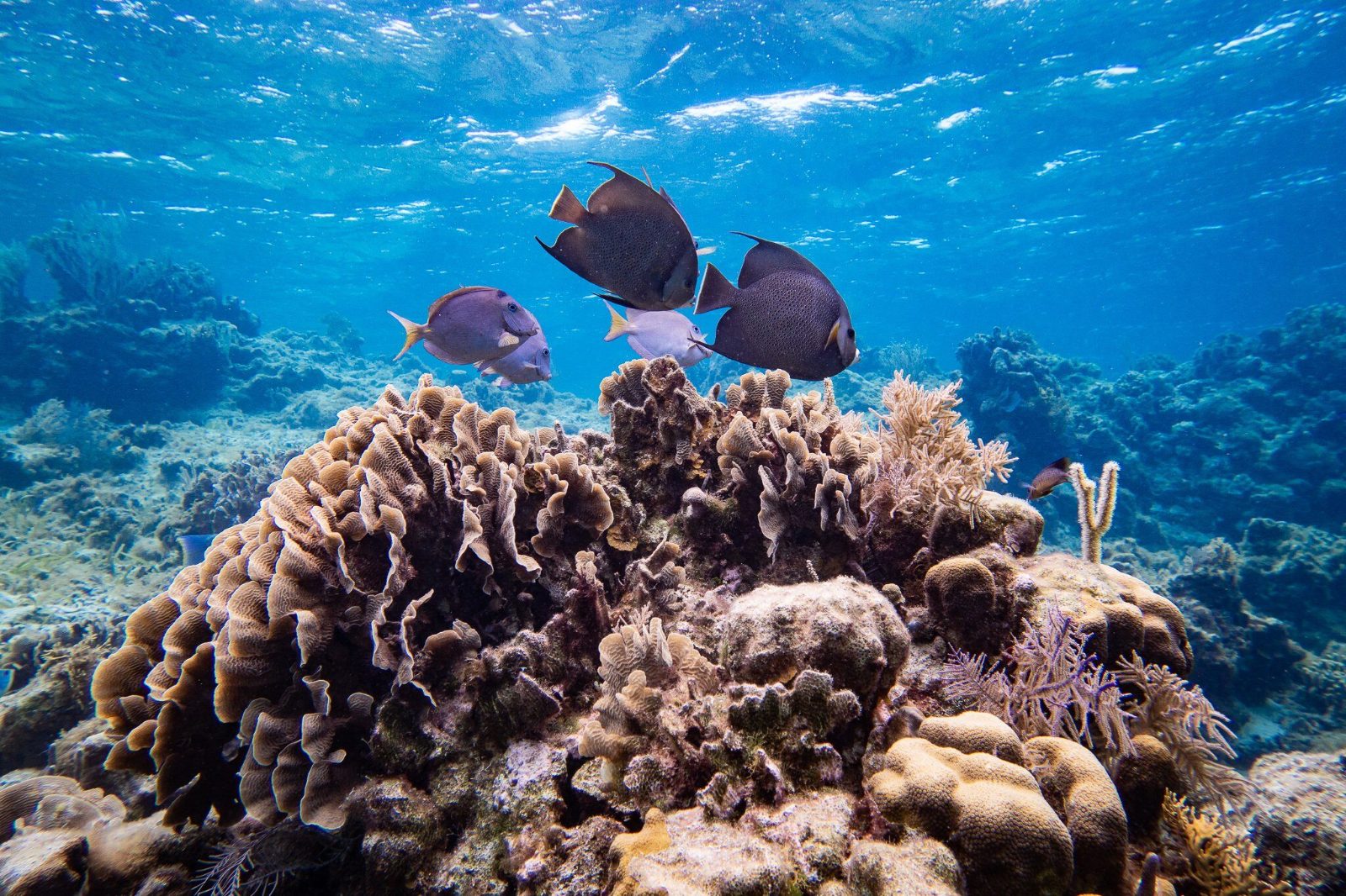 Coral Gardens Perimeter