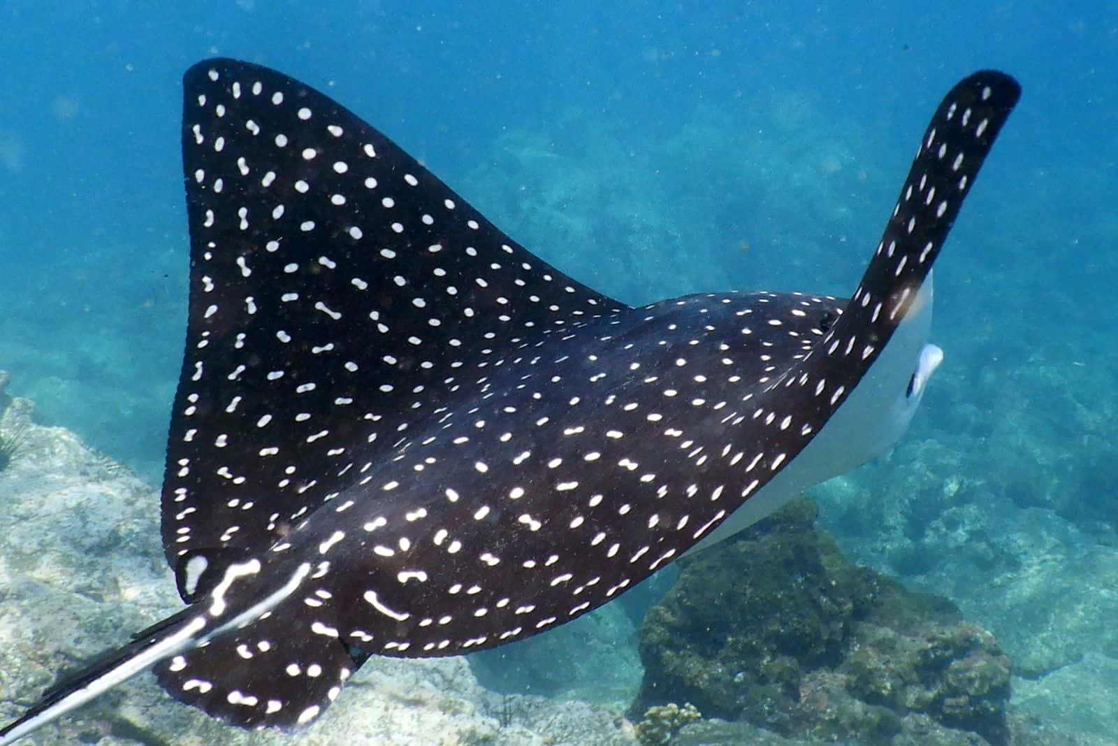 Eagle Rays