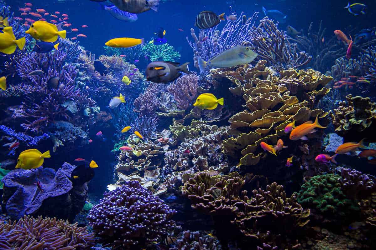Reef Fish