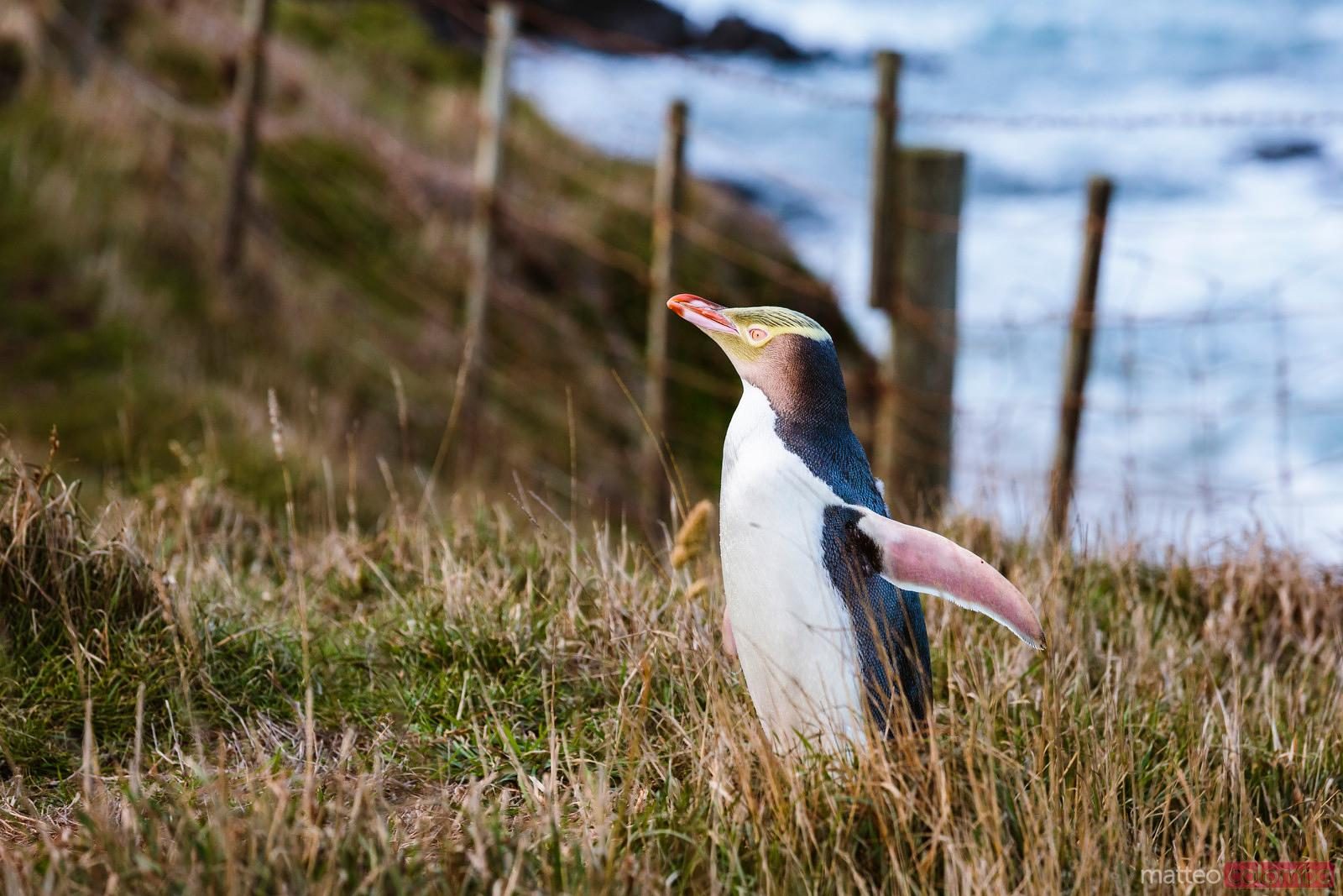 Penguin Place