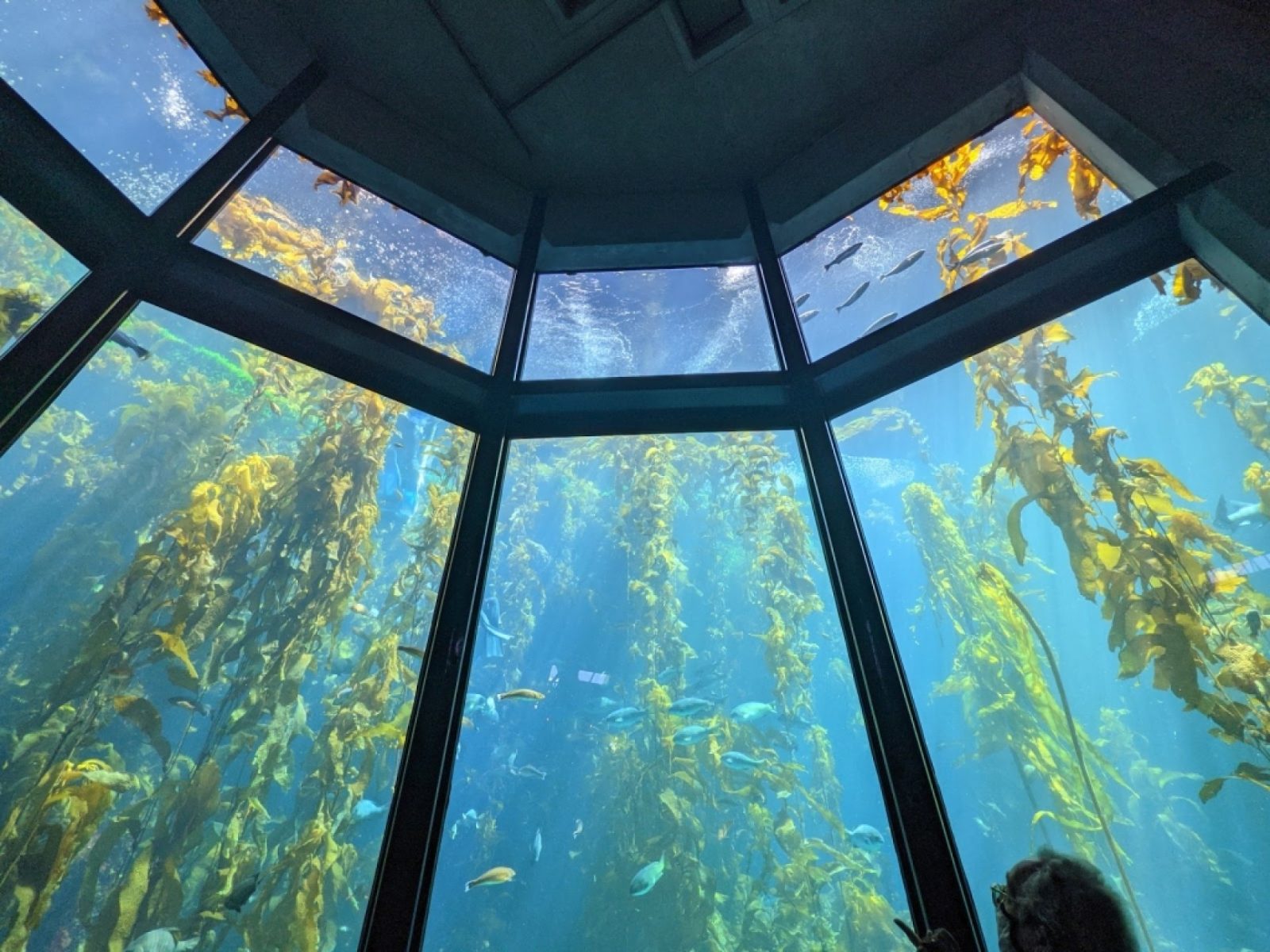 Monterey Bay Aquarium