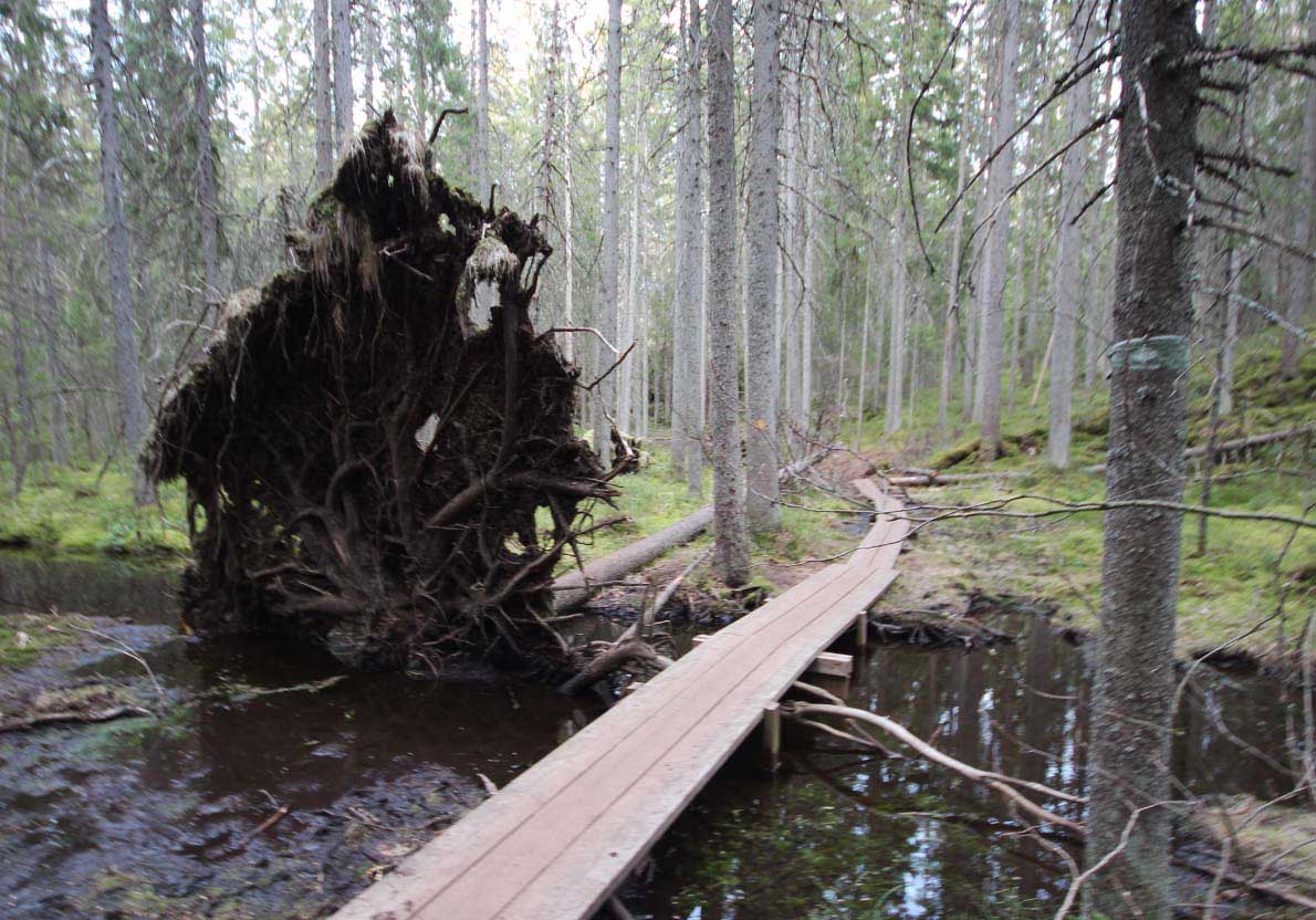 Sorlampi Nature Trail