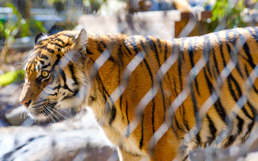 Big Cat Exhibit