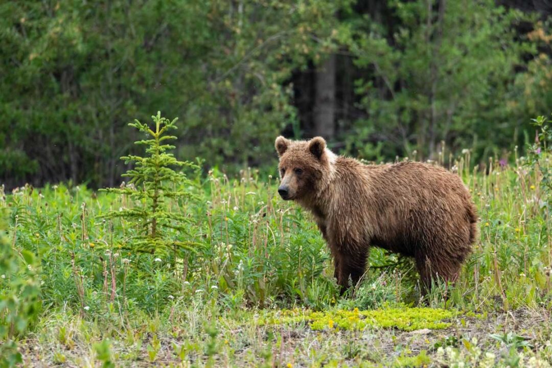 Where to See Bears in Jasper National Park