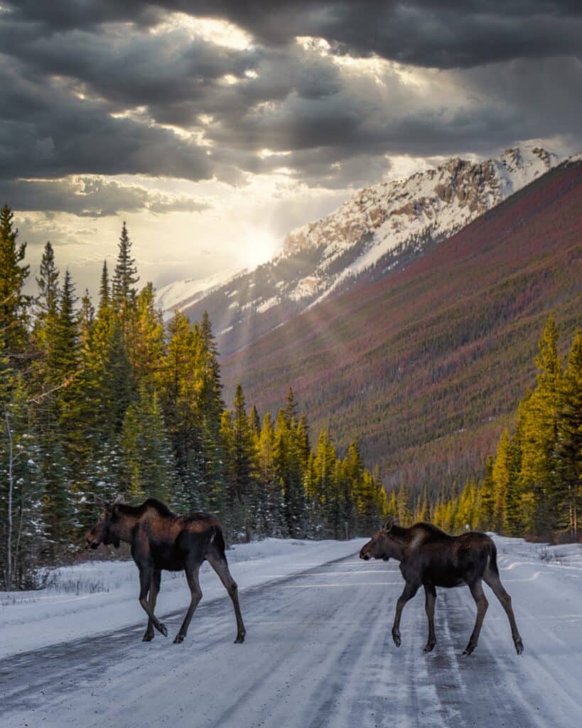 Maligne Lake Road