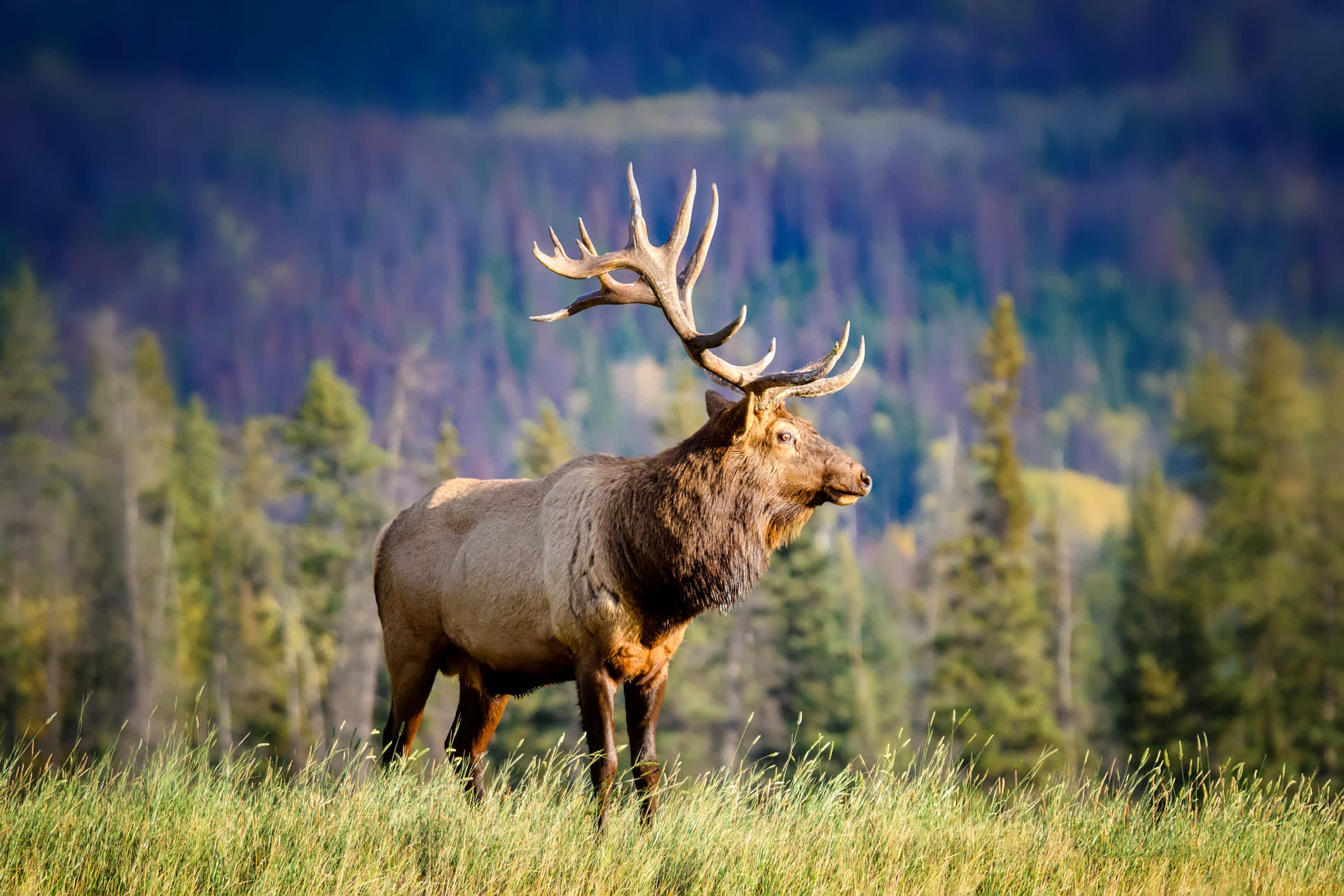 Where to See Wildlife in Jasper