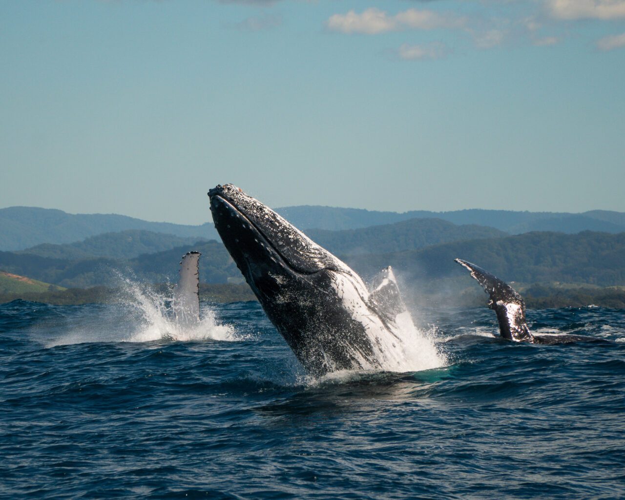 Coffs Harbour Whale Watch Experience