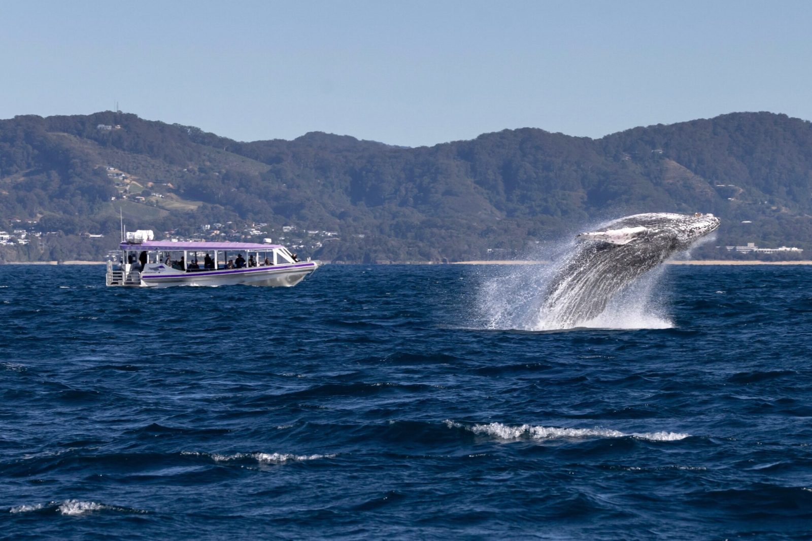 Coffs Harbour Whale Watching Season