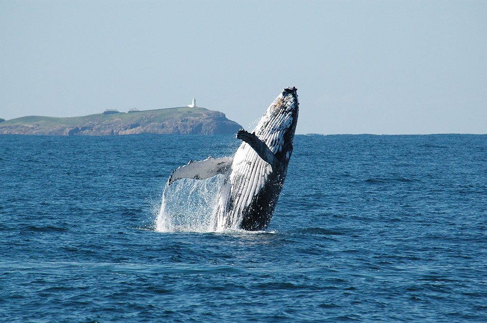 Where to See Whales in Nsw
