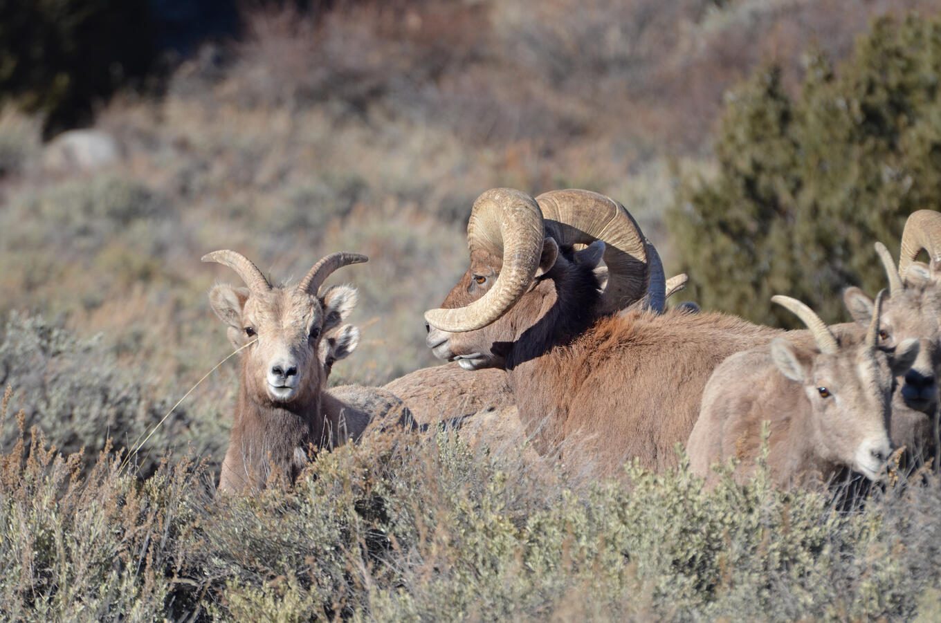 Bighorn Sheep Native Range