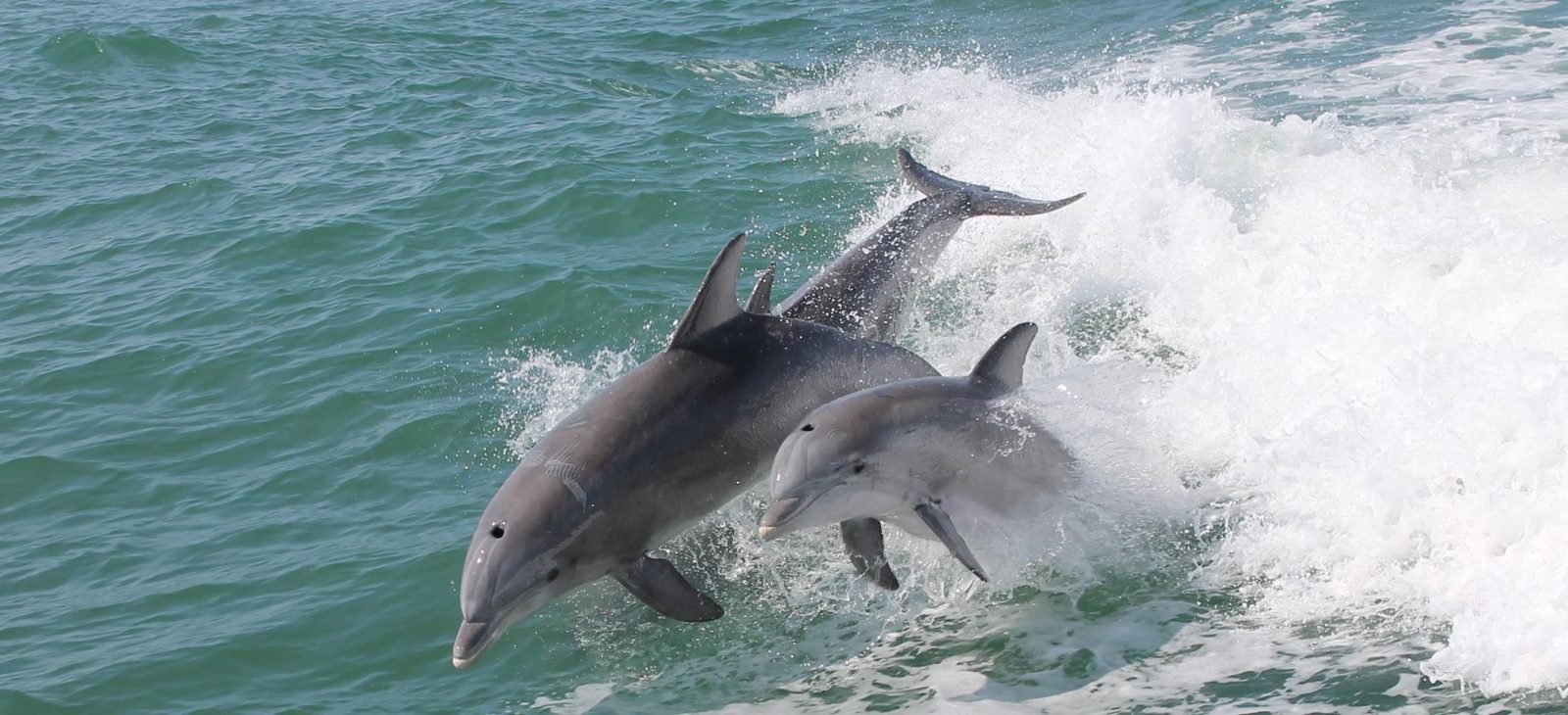 Cape May Dolphin Watching Season