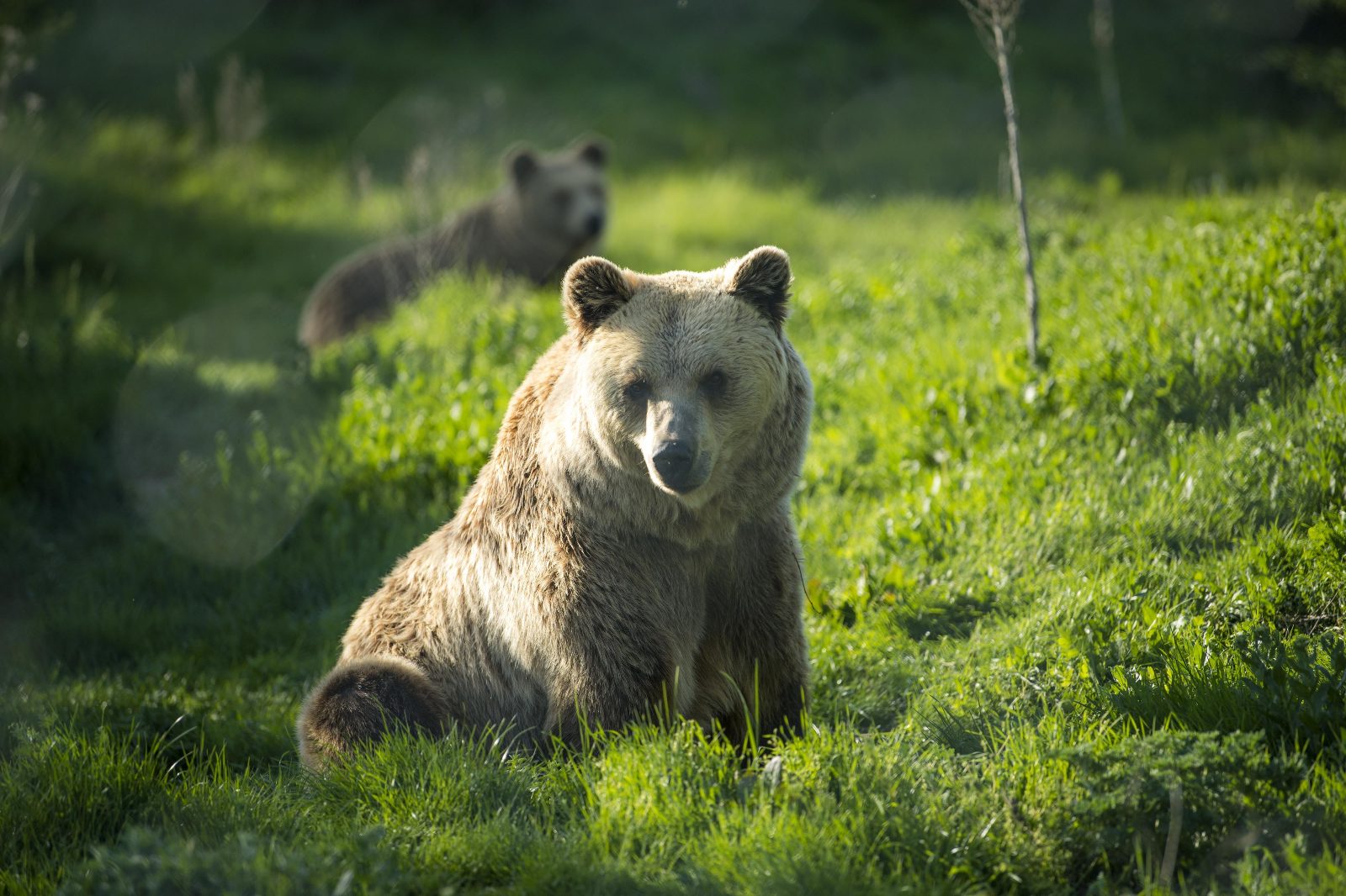 Rescue Bear Habitats