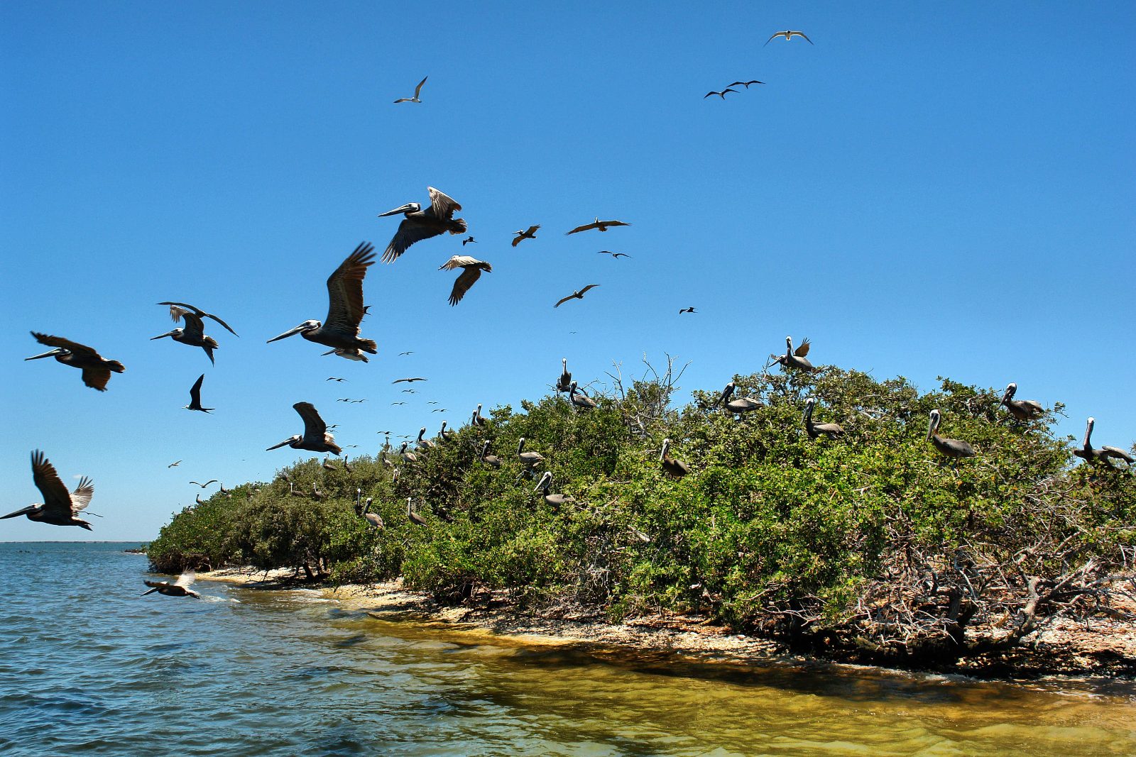 Isla de los Pajaros