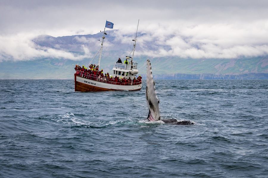 Whale Watching Rules