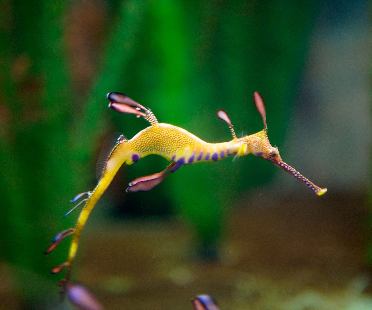 Seahorse World