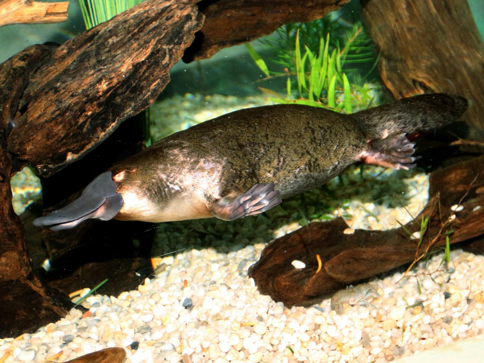 Platypus House