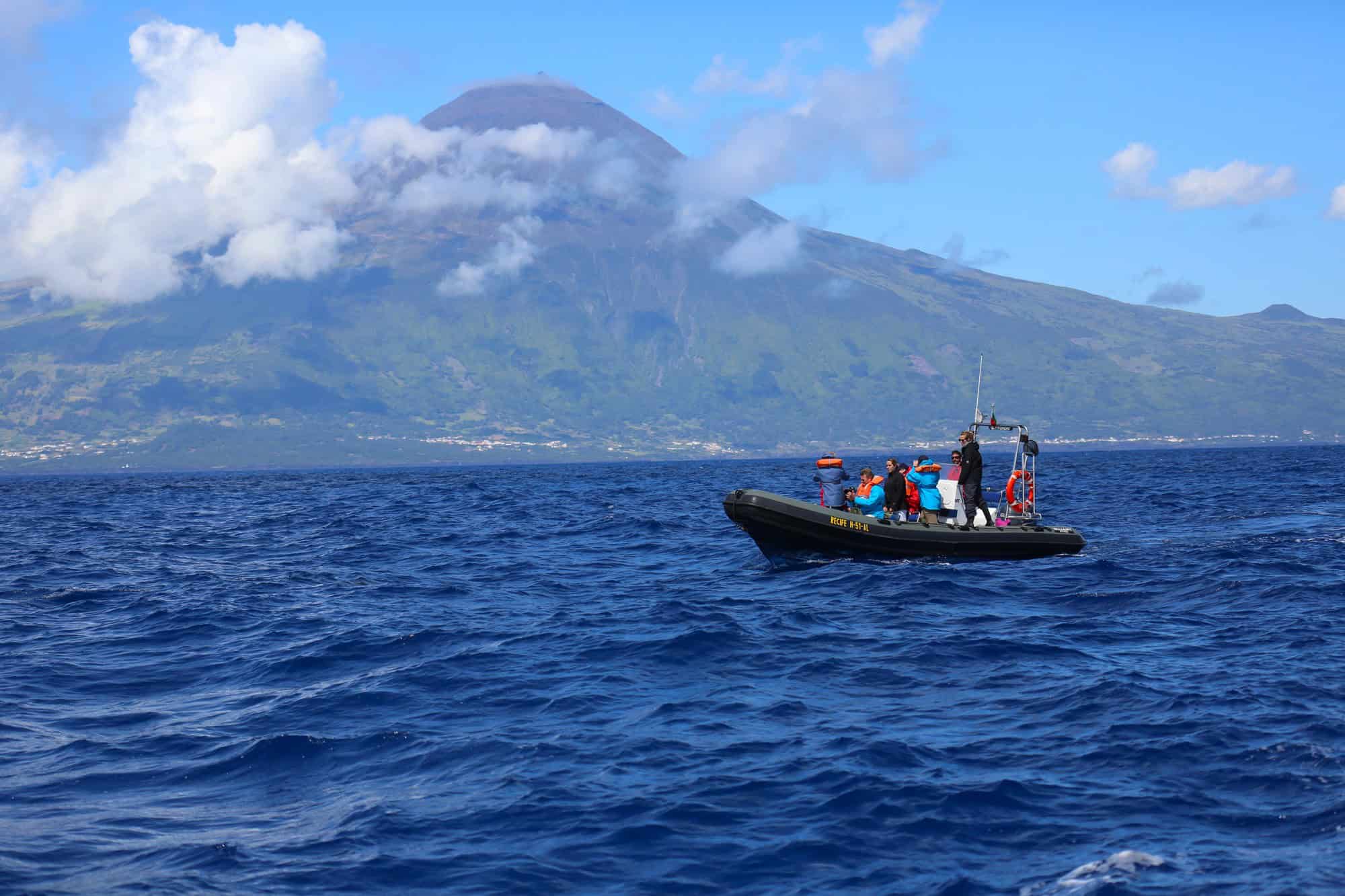 Whale Watching Best Time of Year