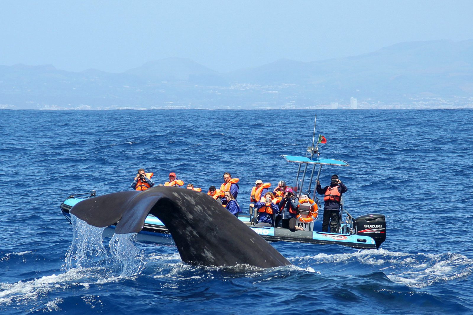 What Is the Season for Whale Watching