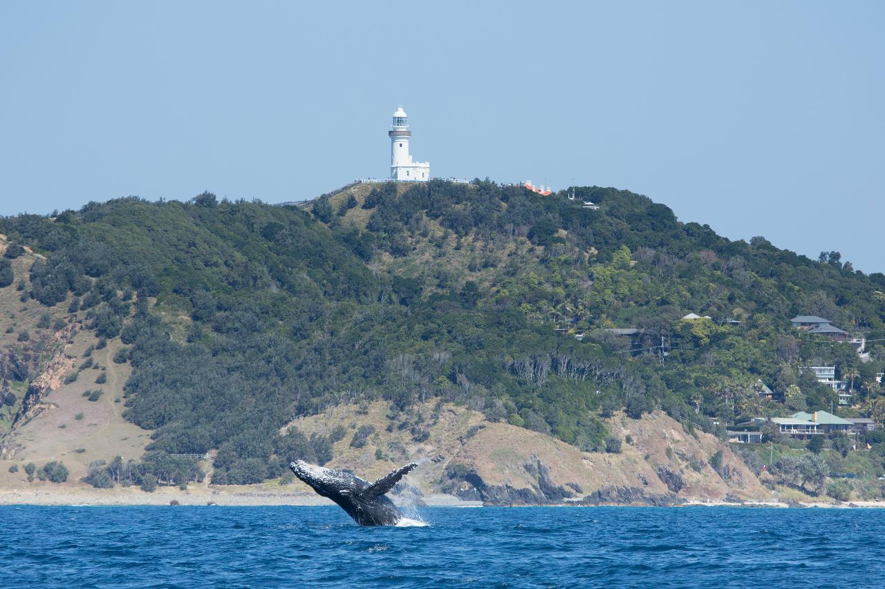 Whale Watching Byron Bay Prices