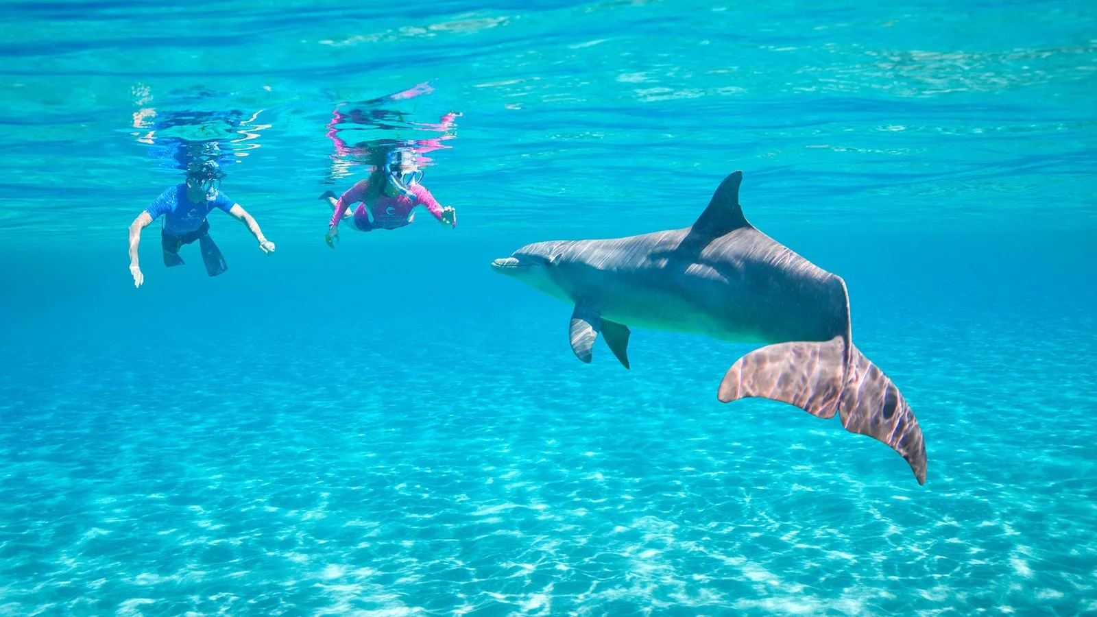 Can You Swim With Dolphins in Hurghada Egypt