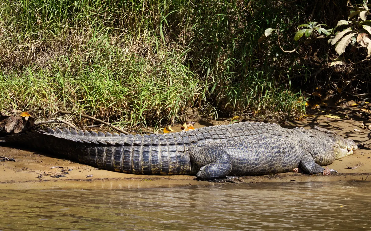 Are There Crocodiles in the Daintree River