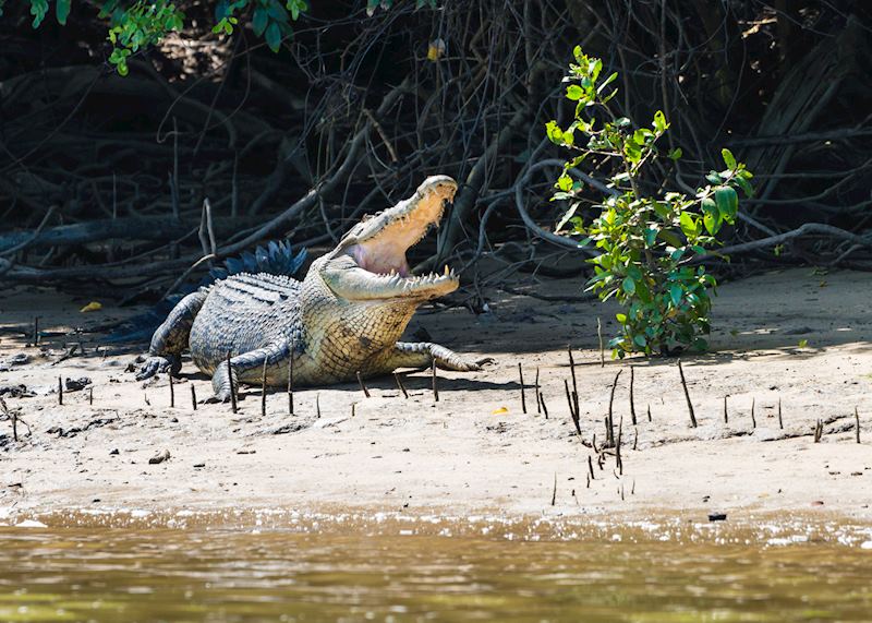 How Many Crocodiles in Daintree River